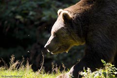 Braunb�r - Zum Vergroessern klicken!